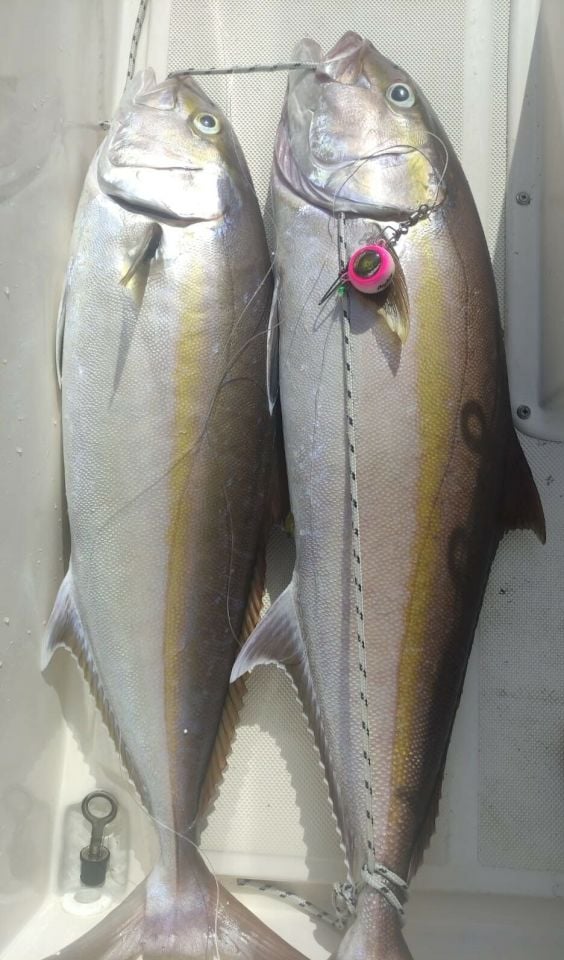 ANCHOR MELEK GÖZÜ RENKLİ